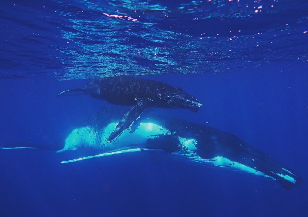 Croisière éco-tour Observation Et Snorkeling Avec Les Baleines à Bosse ...