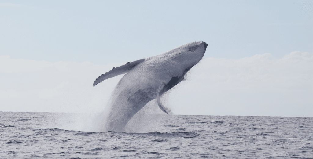 Croisière éco-tour Observation Et Snorkeling Avec Les Baleines à Bosse ...